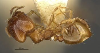 Media type: image;   Entomology 22809 Aspect: habitus dorsal view